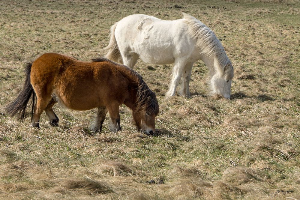 Pferde im Wind