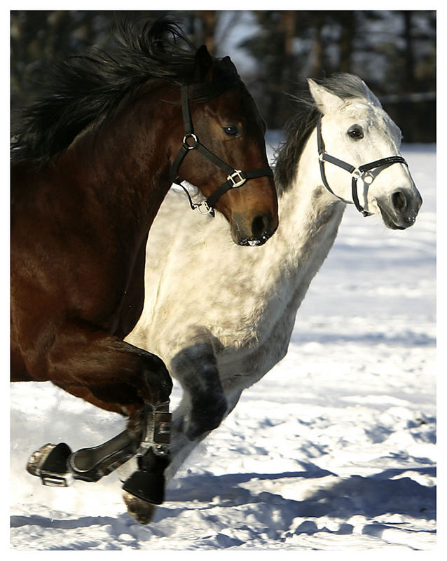 pferde im winter