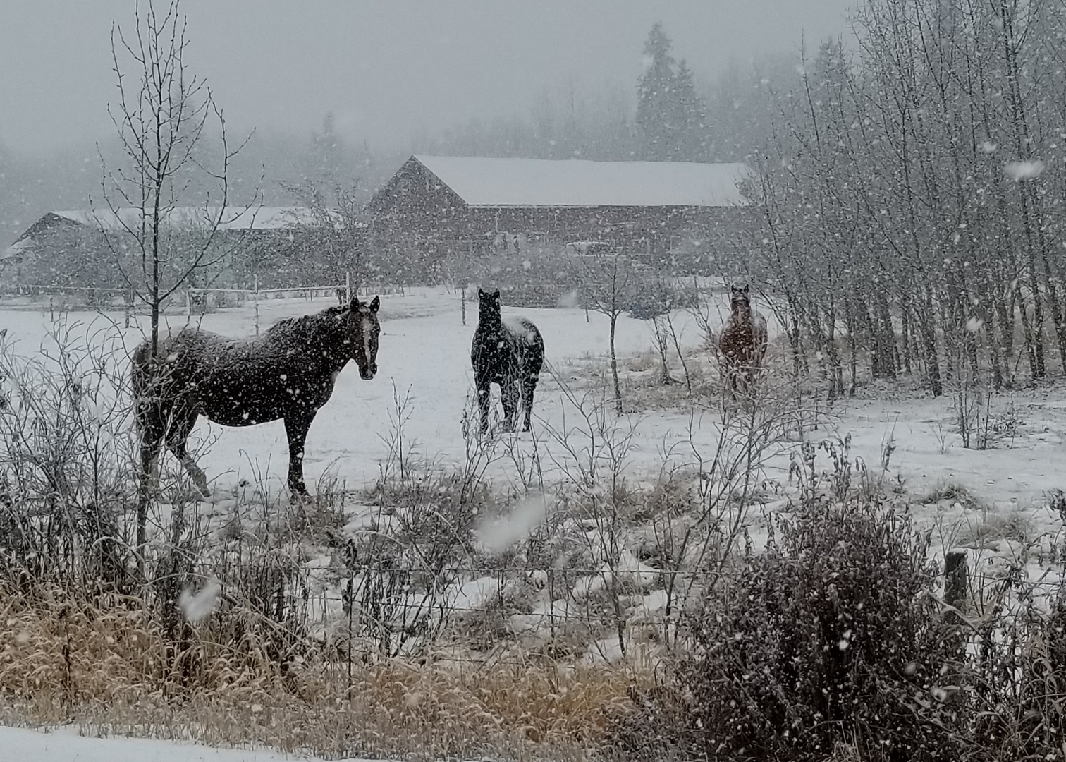 Pferde im Winter