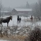 Pferde im Winter