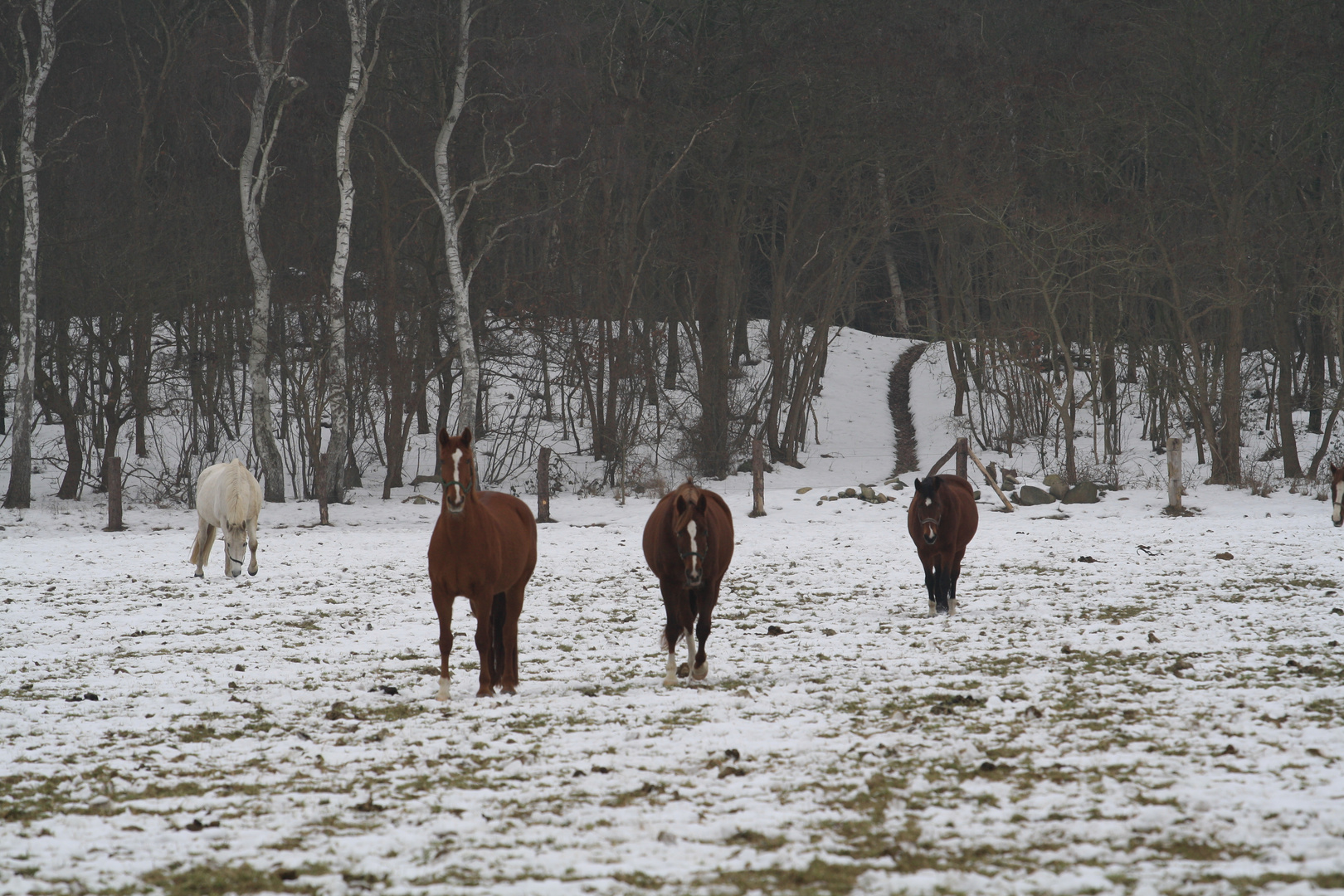 Pferde im Winter