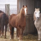 Pferde im Winter auf der Koppel