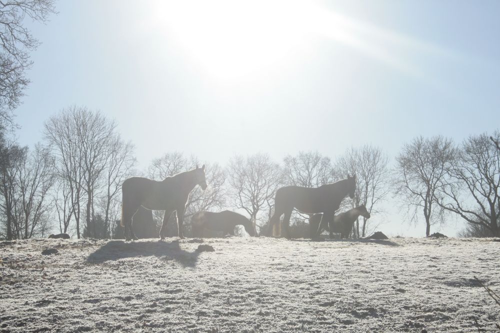 Pferde im Winter