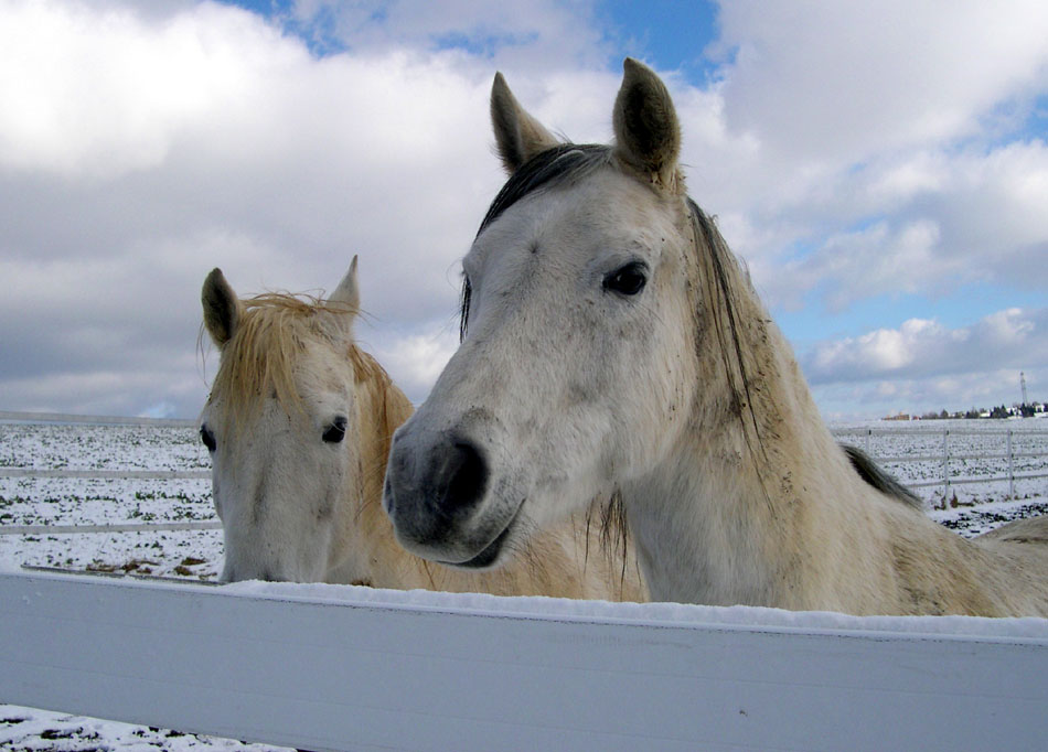 Pferde im Winterfell