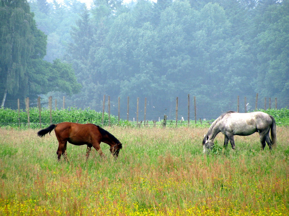 Pferde in Blühende Wiese im ein sort Nebeligen Hintergrund