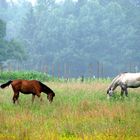 Pferde in Blühende Wiese im ein sort Nebeligen Hintergrund