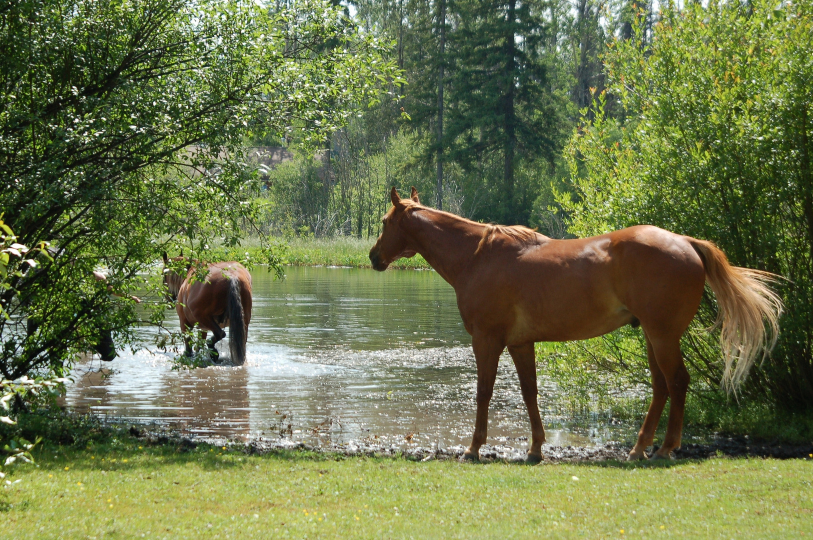 Pferde in British Columbia, Canada, 2012