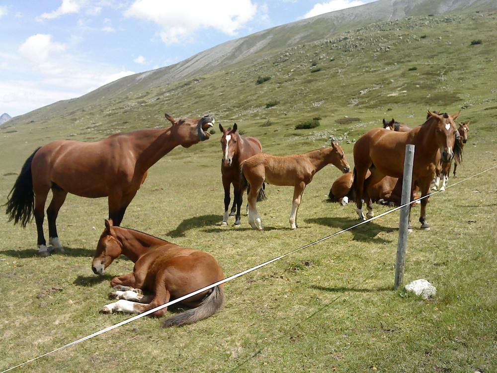 Pferde in den Alpen.