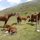 Pferde in den Alpen.
