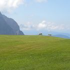 Pferde in den Dolomiten