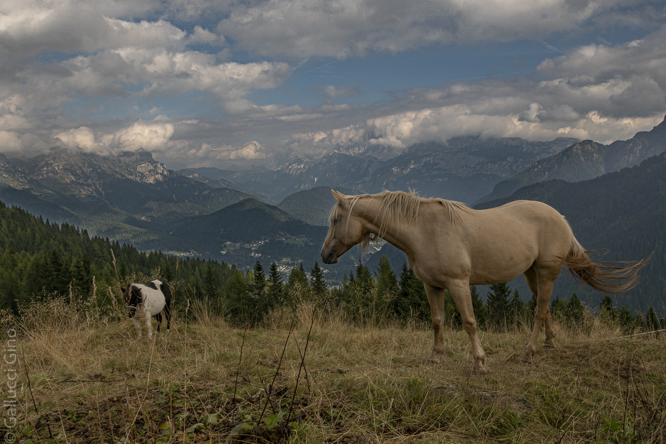 Pferde in den Dolomiten