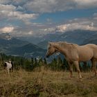 Pferde in den Dolomiten