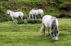 Pferde in den Highlands