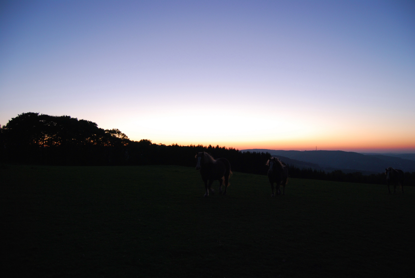 Pferde in der Abenddämmerung