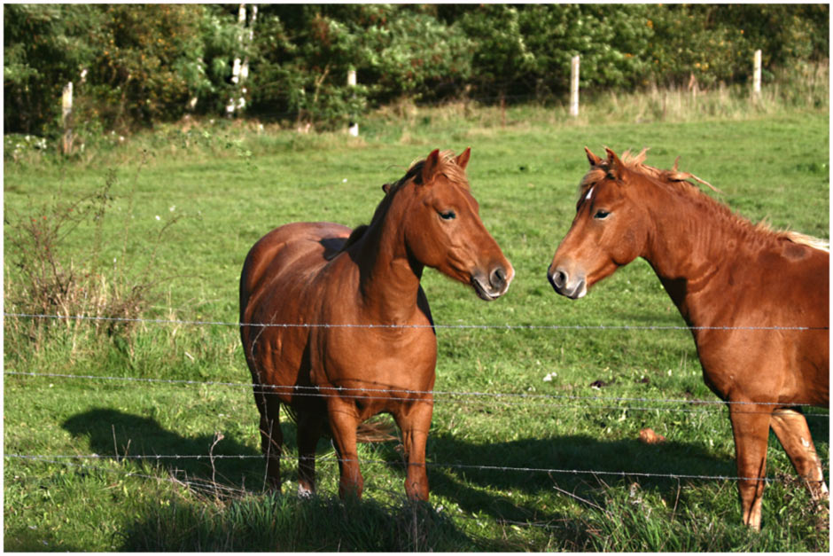 Pferde in der Abendsonne auf der Weide