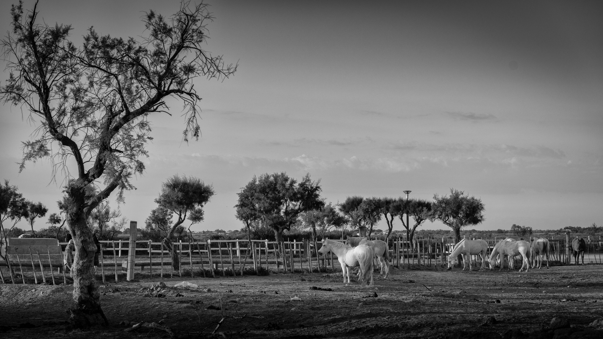 Pferde in der Camargue