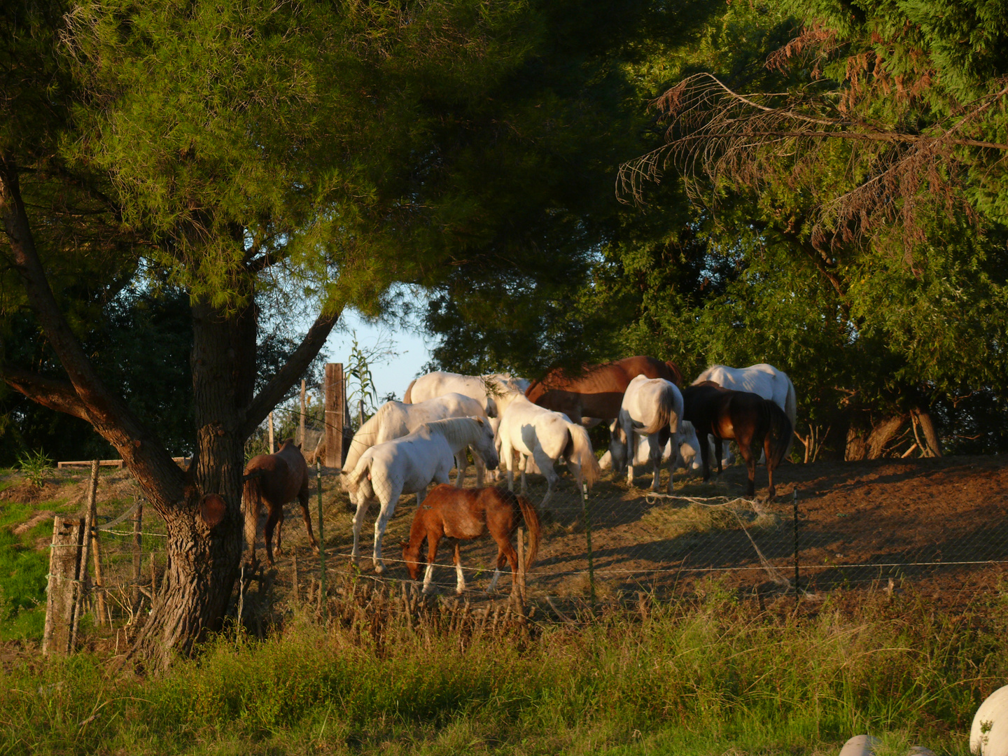 Pferde in der Camargue