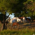 Pferde in der Camargue