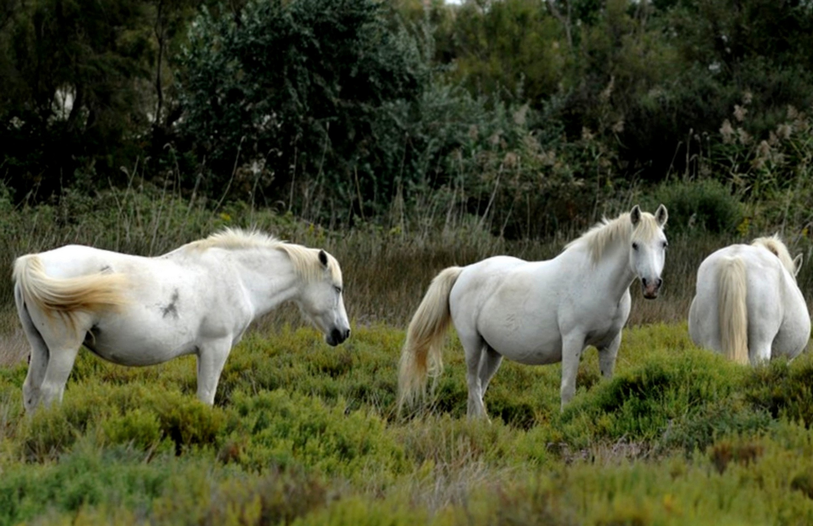 Pferde in der Camargue