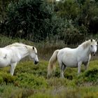 Pferde in der Camargue