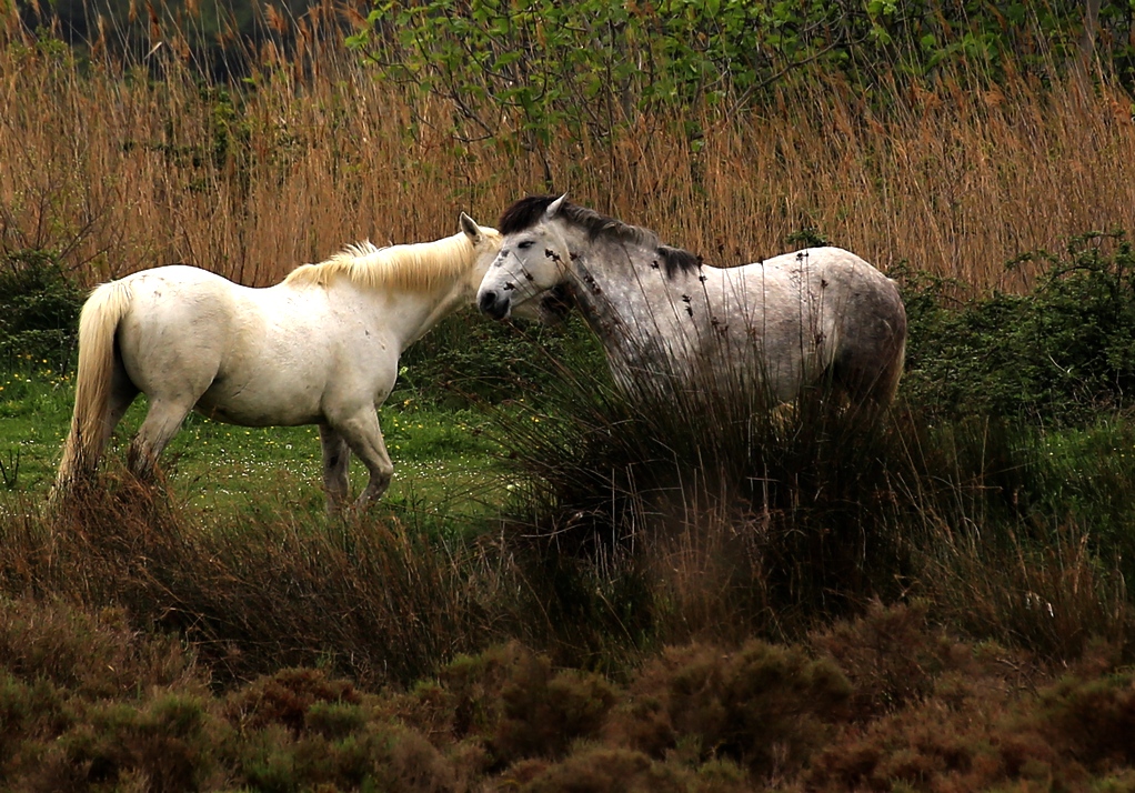 Pferde in der Camargue II