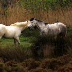 Pferde in der Camargue II