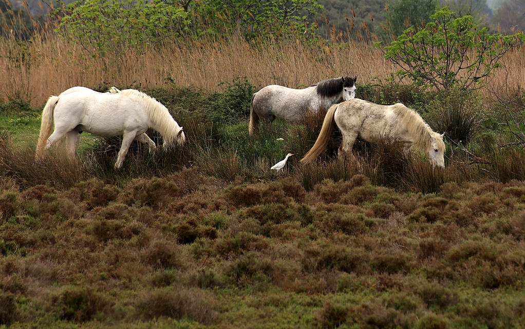 Pferde in der Camargue III