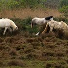 Pferde in der Camargue III