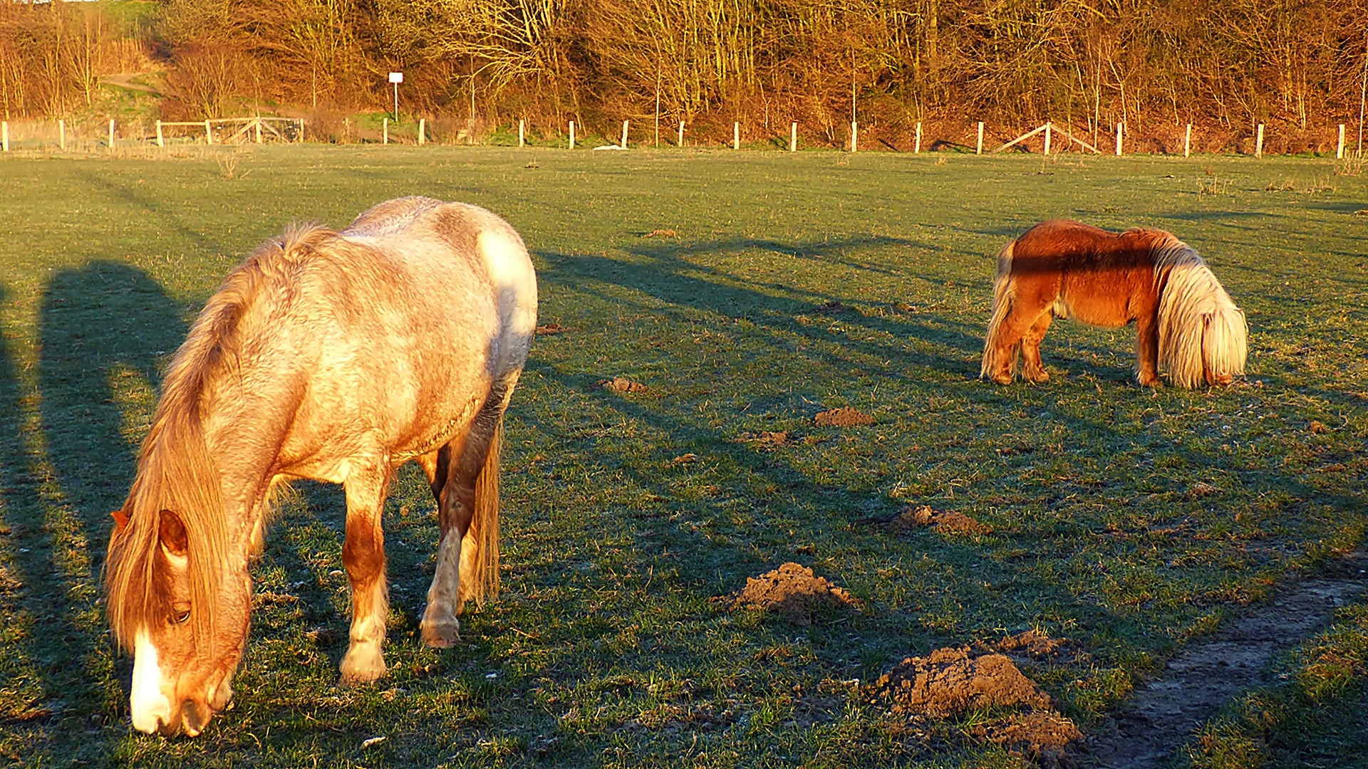 Pferde in der frühen Morgensonne . . .