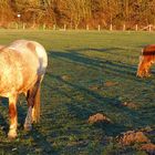 Pferde in der frühen Morgensonne . . .