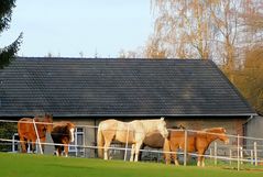 Pferde in der Herbstsonne