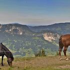 Pferde in der Koppel