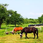 Pferde in der Koppel