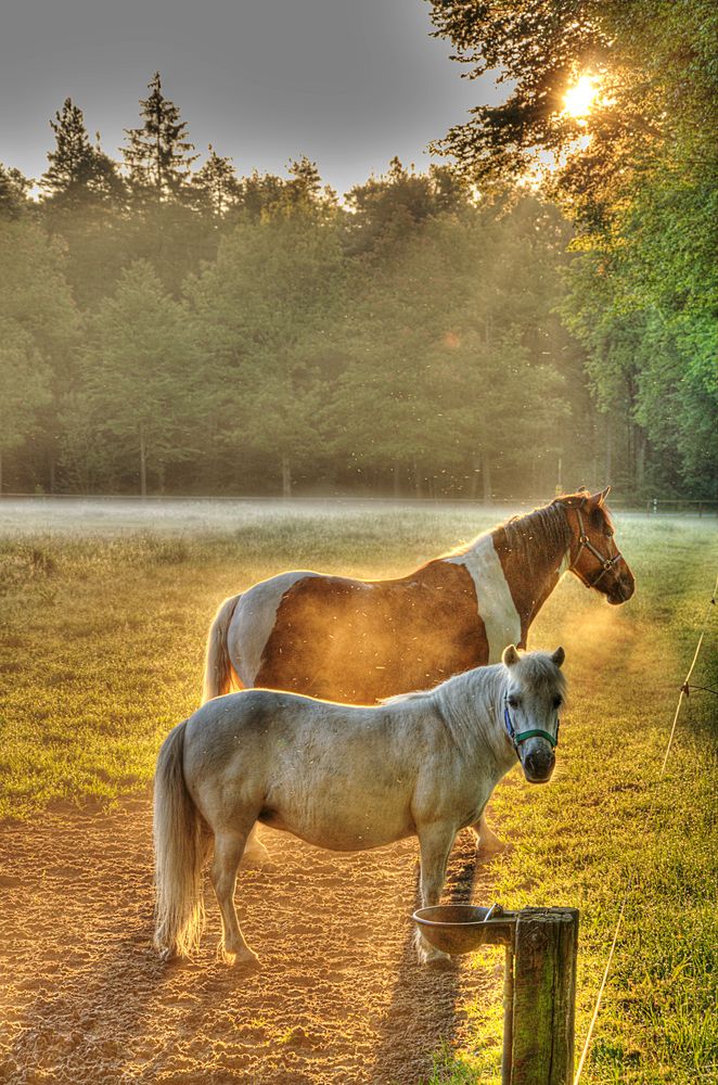 Pferde in der Lüneburger Heide