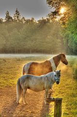 Pferde in der Lüneburger Heide