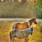 Pferde in der Lüneburger Heide