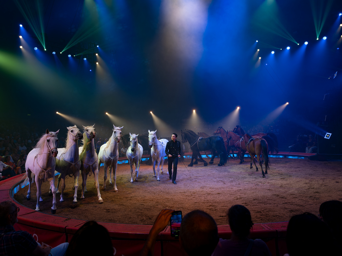 Pferde in der Manege