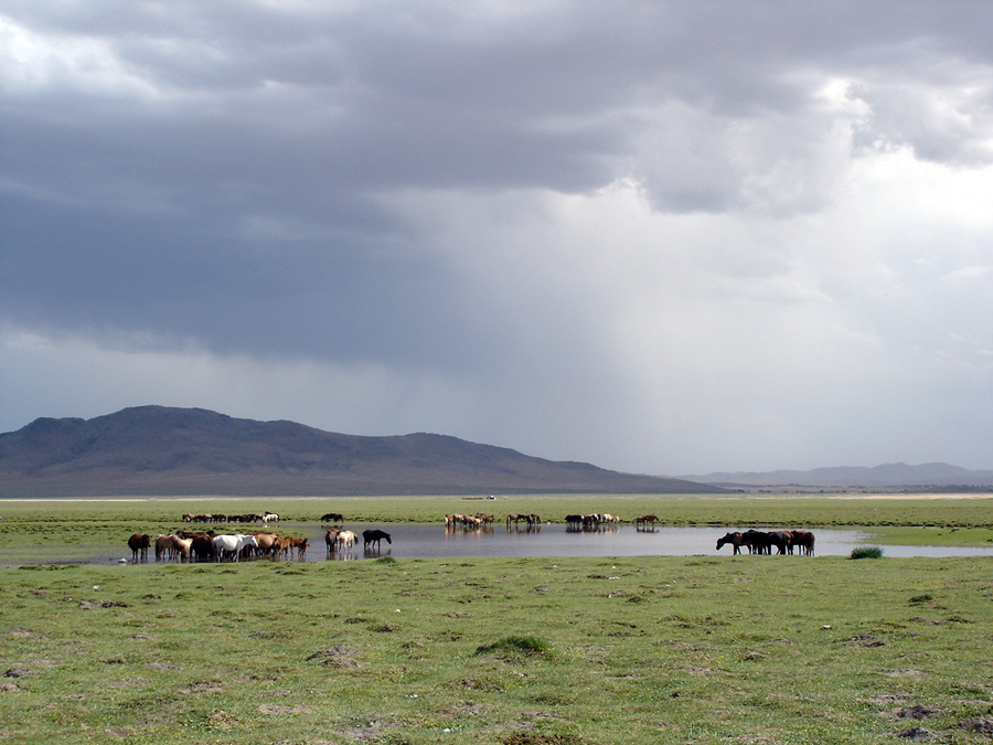 Pferde in der Mongolei