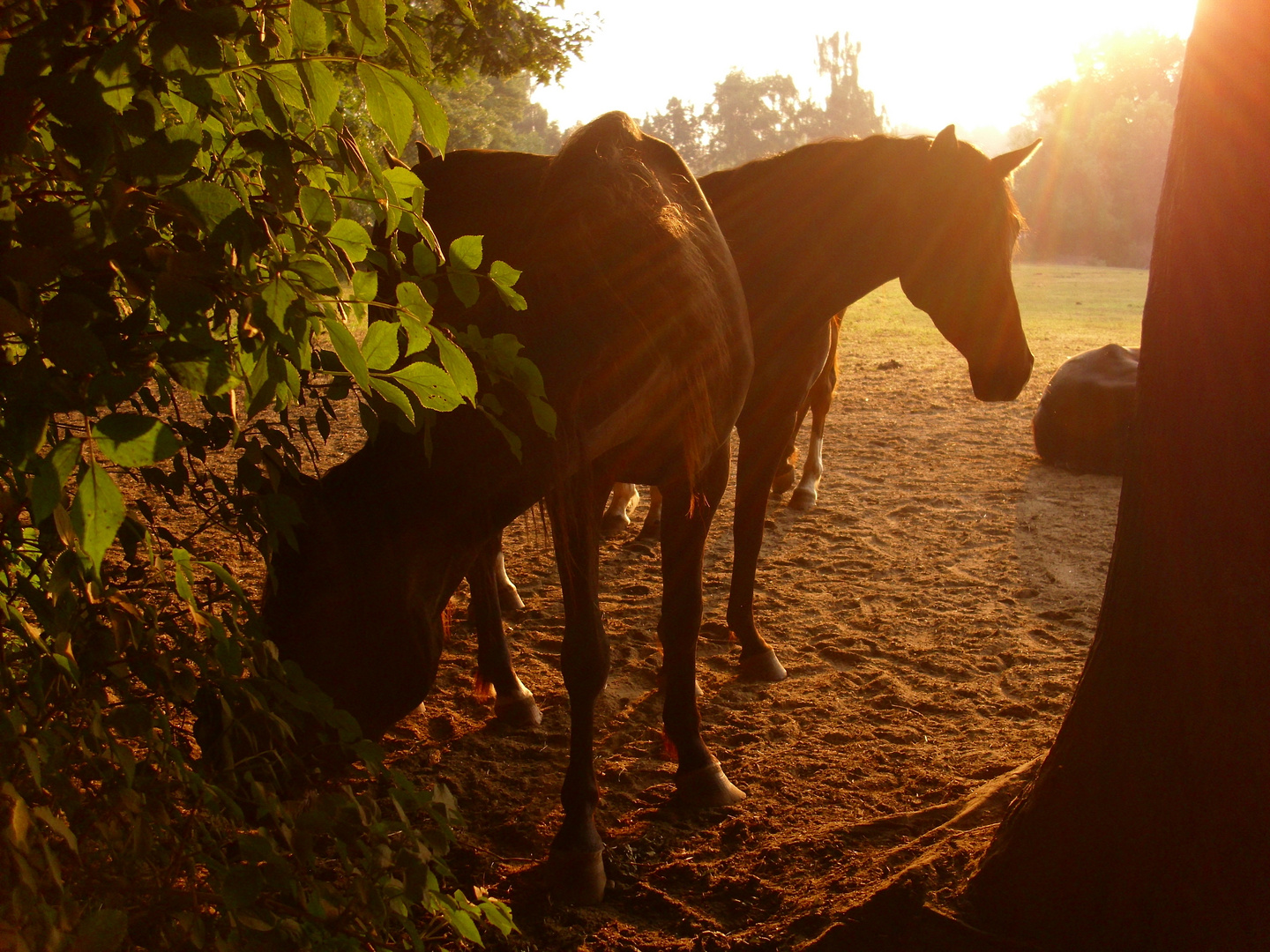 Pferde in der Morgensonne 2