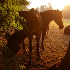 Pferde in der Morgensonne 2