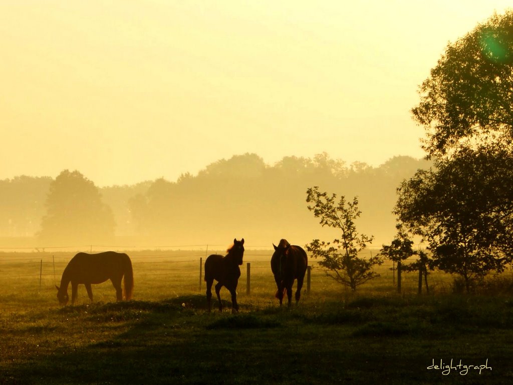 Pferde in der Morgensonne