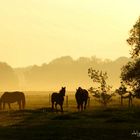 Pferde in der Morgensonne