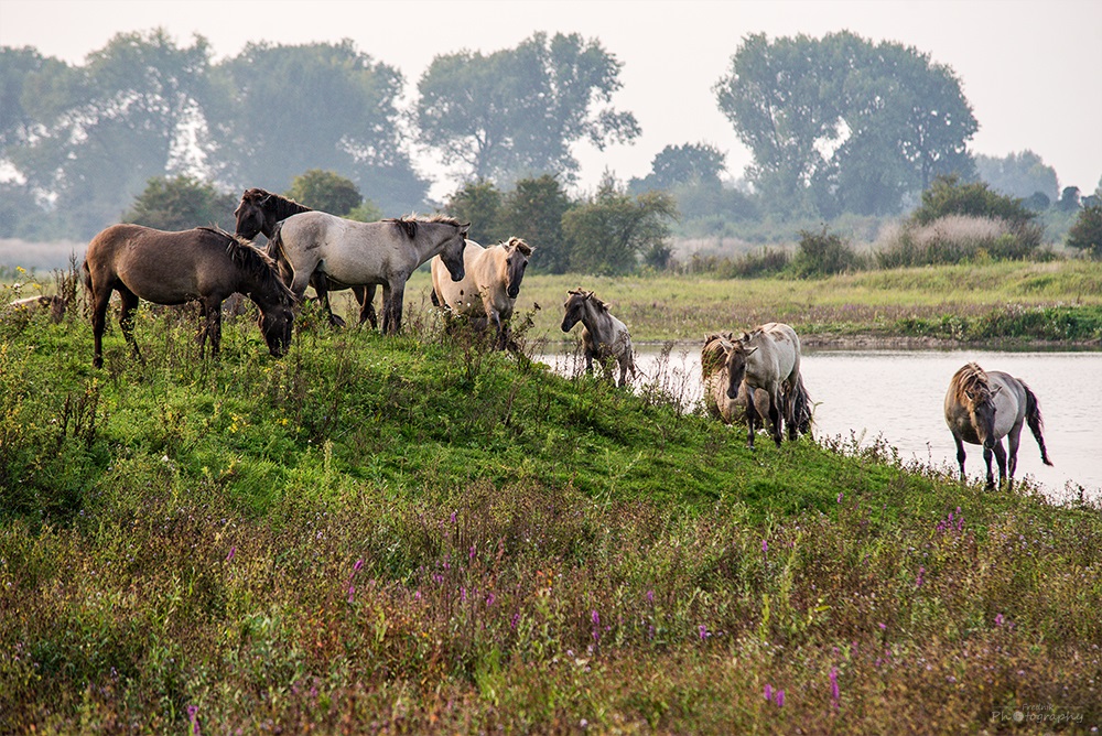 Pferde in der Naturlandschaft