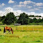 Pferde in der Osdorfer Feldmark - Hamburg 2021 - Foto Michael B. Rehders