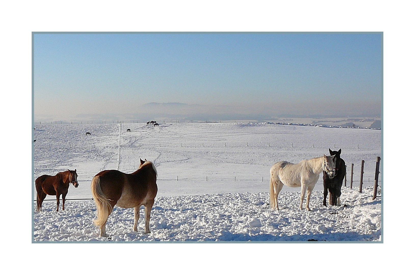 Pferde in der Winterlandschaft..