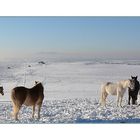 Pferde in der Winterlandschaft..