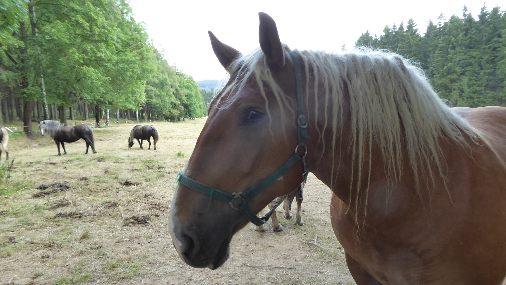 Pferde in Gebirge 