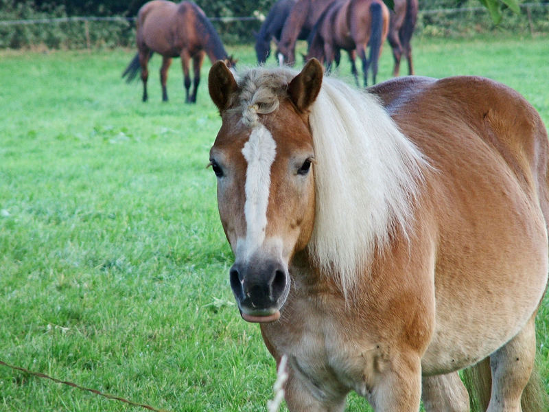 Pferde in Gelsenkirchen