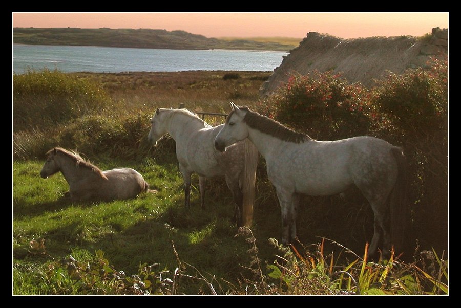 Pferde in Irland