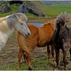 Pferde in Island 2
